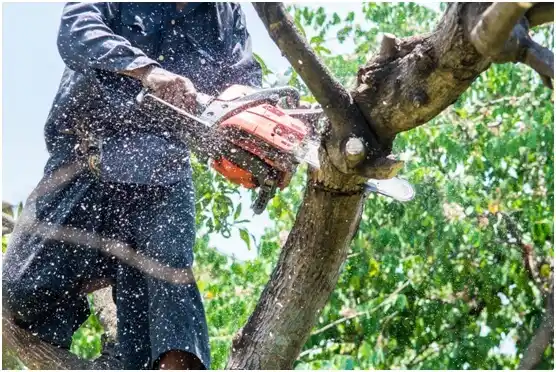 tree services Blairs